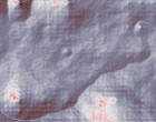 model net