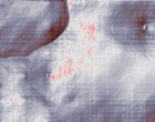 models 2003
